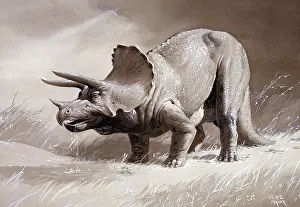 Neave: Triceratops