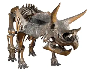 Ceratopia: Triceratops