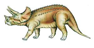 Ceratopia: Triceratops