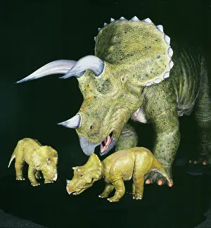 Ceratopia: Triceratops