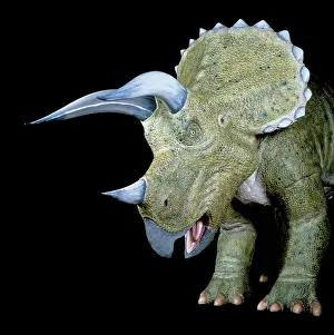 Ceratopia: Triceratops