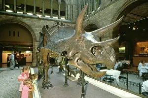 Ceratopia: Triceratops
