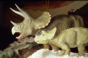 Ceratopia: Triceratops