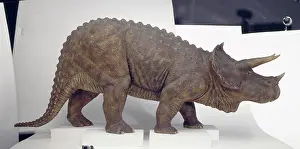 Ceratopia: Triceratops