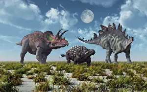 Triceratops: A Triceratops, Ankylosaurus and Stegosaurus dinosaur