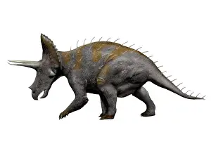 Cerapoda: Triceratops dinosaur