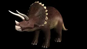 Triceratops: Triceratops dinosaur