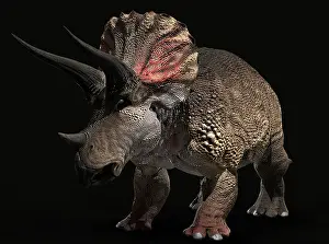 Triceratops: Triceratops dinosaur on black background