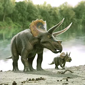 Triceratops: Triceratops dinosaur with his calf