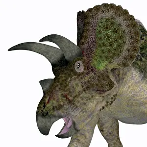 Triceratops: Triceratops dinosaur head