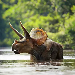 Triceratops: Triceratops dinosaur in lake