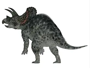 Triceratops: Triceratops dinosaur, rear view
