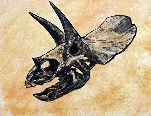 Textured: Triceratops dinosaur skull