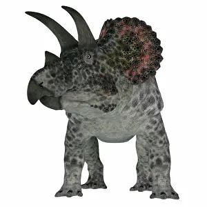 Triceratops: Triceratops dinosaur, front view
