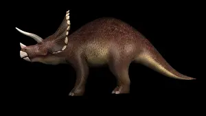 Triceratops: Triceratops dinosaur, side view
