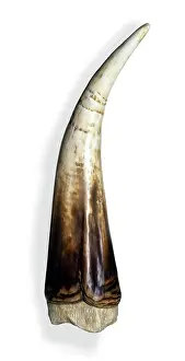 Ceratopsian: Triceratops horn