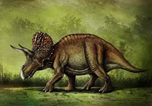 Textured: Triceratops horridus dinosaur
