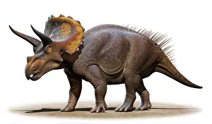Triceratops: Triceratops horridus isolated on a white background