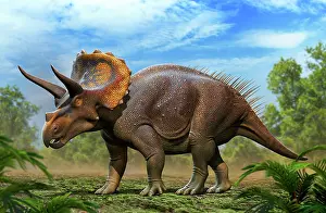 Triceratops: Triceratops horridus walking in the forest