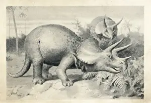 Prorsus: Triceratops prorsus