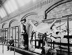 Ceratopsian: Triceratops prorsus