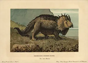 Prorsus: Triceratops prorsus Marsh, extinct genus of