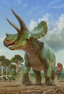 Hurry: Triceratops running away from a T-rex chasing after it