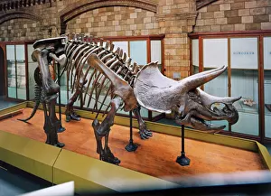 Ceratopia: Triceratops skeleton