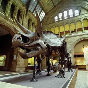Ceratopia: Triceratops skeleton