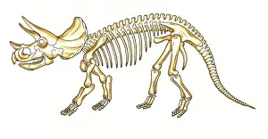 Ceratopia: Triceratops skeleton