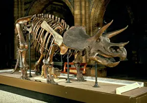 Ceratopia: Triceratops skeleton