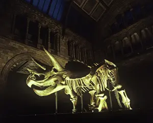 Floodlit: Triceratops skeleton
