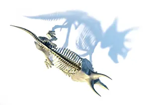 Triceratops: Triceratops skeleton viewed from the directly above