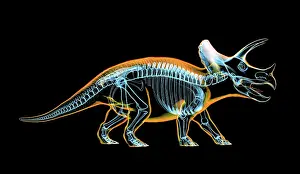 Triceratops: Triceratops skeleton with x-ray effect