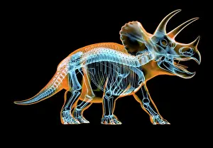 Triceratops: Triceratops skeleton with x-ray effect. perspective