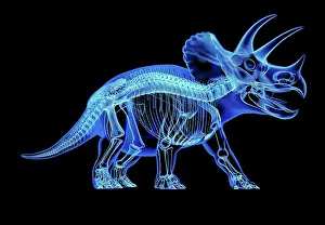 Triceratops: Triceratops skeleton with x-ray effect. perspective