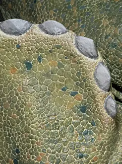 Ceratopia: Triceratops skin detail