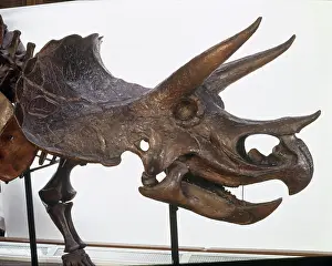 Ceratopia: Triceratops skull