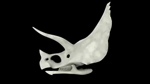 Triceratops: Triceratops skull