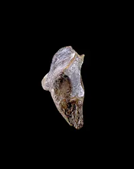 Ceratopia: Triceratops tooth