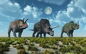 Torosaurus: A Triceratops, Torosaurus and Centrosaurus dinosaur