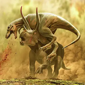 Triceratops: Triceratops vs. a juvenile T-rex