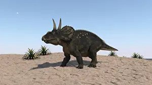 Clear: Triceratops walking across a barren landscape