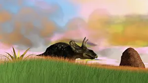 Boulder: Triceratops walking across a grassy field