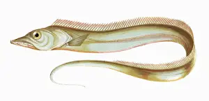 Tapering: Trichiurus lepturus, or Largehead Hairtail