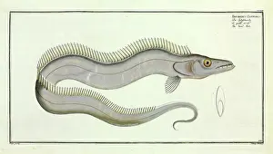 Swordfish: Trichiurus lepturus or the Sword fish