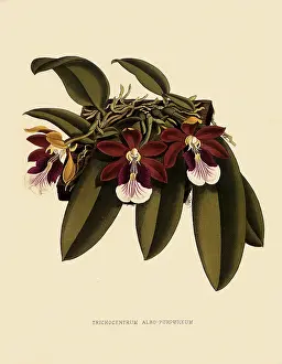 Nugent: Trichocentrum Albopurpureum
