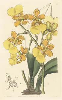 John Lindley: Trichocentrum bicallosum orchid