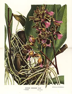 Suriname: Trichocentrum lanceanum orchid