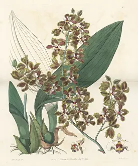 John Lindley: Trichocentrum microchilum orchid